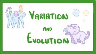 GCSE Biology  Variation and Evolution 68 [upl. by Arondell]