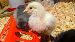 Baby Chicks  Beginners Guide [upl. by Emsoc]