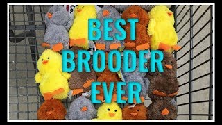 Your BEST Chicken BROODER [upl. by Dougal]