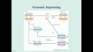 Imprinting and Uniparental Disomy  CRASH Medical Review Series [upl. by Coulson]