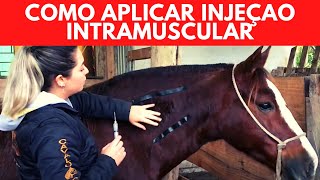 COMO APLICAR INJEÇÃO INTRAMUSCULAR EM CAVALOS [upl. by Annaik633]