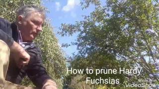 How to prune Hardy Fuchsias [upl. by Tterraj]