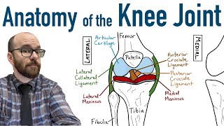 POSTERIOR CRUCIATE LIGAMENT amp Plica syndrome Knee Biomechanics [upl. by Anived458]