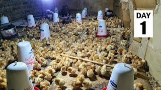 1000 BRAND NEW Baby Chicks for the Farm  Brooding Baby Chicks [upl. by Hasheem]