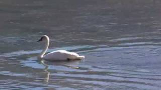 Facts about Trumpeter Swans [upl. by Parsaye]