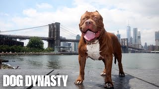 Hulk The Pit Bull Takes Over New York  DOG DYNASTY [upl. by Barina]