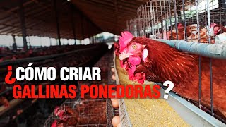 La Crianza de GALLINAS PONEDORAS o de POSTURA  Paso a Paso [upl. by Dare]