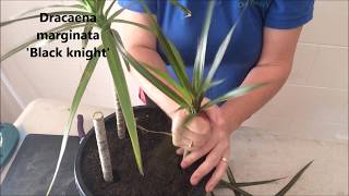 How to Prune amp Propagate your Draceana plants [upl. by Oballa]