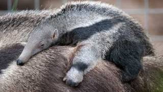 Baby Anteater at the Santa Ana Zoo  UC Irvine [upl. by Allene]