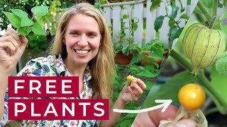 Plants for Free Propagate Cape Gooseberry Plants from Cuttings [upl. by Janifer]