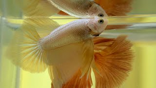 Betta Fish Flaring [upl. by Gader]