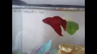 How to teach your Betta 4 different tricks [upl. by Uis]