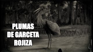 Red Dead Redemption 2 – ¿Cómo conseguir plumas de Garceta rojiza Reddish Egret [upl. by Gwenn189]