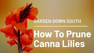 How To Prune Canna Lilies [upl. by Jadwiga407]