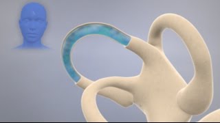 How the Inner Ear Balance System Works  Labyrinth Semicircular Canals [upl. by Samuella]