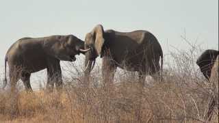 African Elephant Loxodonta africana Ecology [upl. by Areit476]