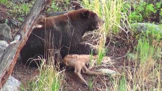 Bear eats elk calf alive  RAW uncut version  Yellowstone National Park [upl. by Hardie]