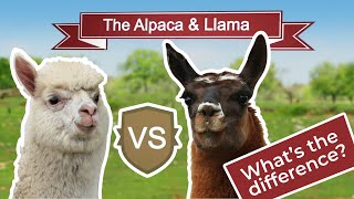 The Surprising Differences Between Llamas and Alpacas [upl. by Barbra]