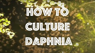 How To Culture Daphnia Magna [upl. by Ahsienad588]