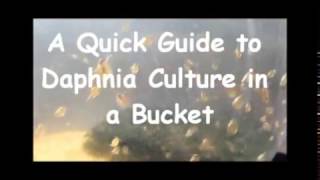 How to culture daphnia outside [upl. by Isoais]