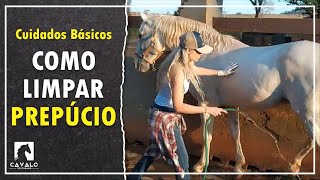 Como limpar o prepúcio do cavalo  Cuidados Básicos  Cavalo Youtubano [upl. by Mersey375]