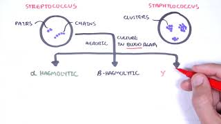 Microbiology  Streptococcus species [upl. by Bradford]