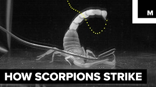 How scorpions sting [upl. by Vasos603]