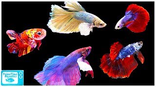 Betta Fish Care Guide Everything You Need to Know [upl. by Enirehtac3]