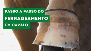 Ferrageamento em Cavalo  Passo a Passo Técnico  Veterinária Consciente [upl. by Eissalc493]