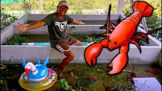 Growing CRAWFISH At Home Scaling Up Production [upl. by Kabab]