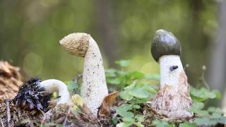 Phallus impudicus Documentary Time lapse [upl. by Norean796]