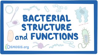 Bacterial Structure and Functions [upl. by Socin]