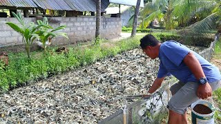 Native Catfish Farming│Inside the most successful catfish farm [upl. by Dev356]