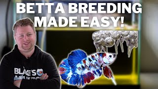 EASY How to Breed Bettas Step by Step [upl. by Ivie829]