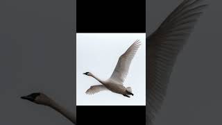 EP13 Trumpeter Swan  Bird Song [upl. by Douglas360]