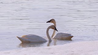 Every year thousands of trumpeter swans flock to McClintock Bay Yukon [upl. by Ileyan]