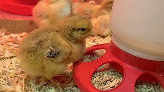 Raising Baby Chicks Step by Step [upl. by Annaeerb760]