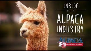 Inside the Alpaca Industry by Alpaca Owners Association Inc [upl. by Ettenahs]