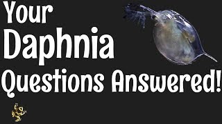 Daphnia Questions Answered [upl. by Laerol556]