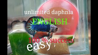 daphnia moina culture Easy way Unlimited production English  with sub Green water Chlorella [upl. by Jonati857]