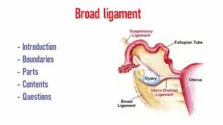 Broad ligament [upl. by Kalikow]