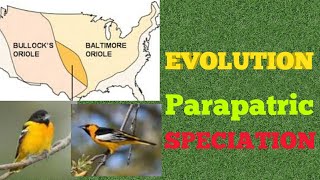 Evolution  Parapatric Speciation [upl. by Ispep]