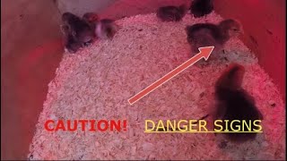 Baby Chick Update Brooder Temperature amp quotPasty Buttquot [upl. by Forester178]