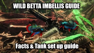 Wild Betta Imbellis species and care guide  FranksBettas [upl. by Ackerman616]