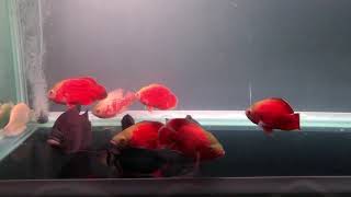 Super red Astronotus ocellatus [upl. by Stoeber68]