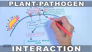 Plant Pathogen Interaction  Signalling [upl. by Olds]