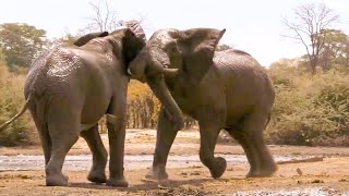 Top 5 NailBiting Elephant Moments  BBC Earth [upl. by Secunda]