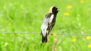 Bobolink Singing [upl. by Sucitivel]