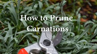 How to Prune Carnations or Dianthus [upl. by Aenert]