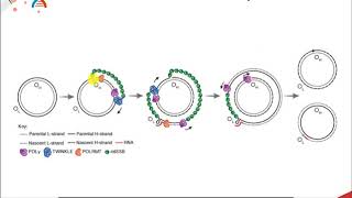 D Loop Replication  Mitochondrial DNA Replication [upl. by Nisaj]